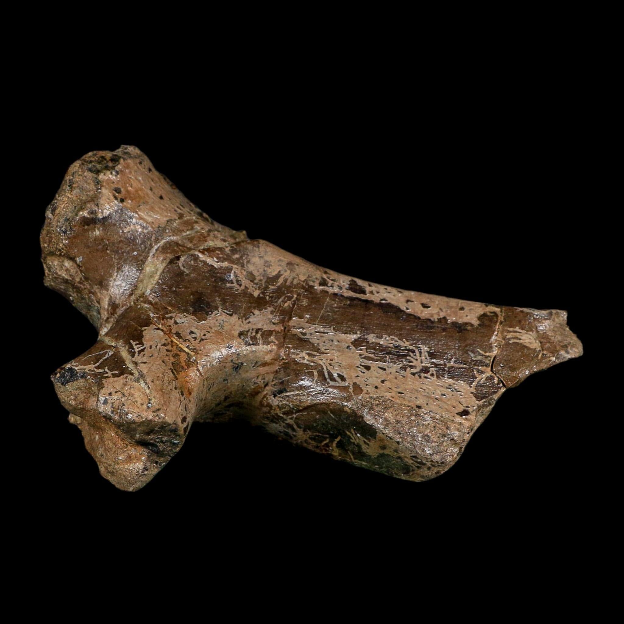 5.4" Hypacrosaurus Dinosaur Fossil Vertebrae Process Two Medicine FM Montana COA