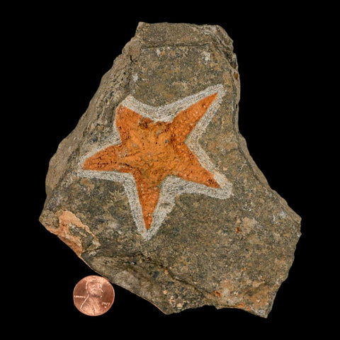 68MM Brittle Star Petraster Starfish Fossil Ordovician Age Blekus Morocco COA - Fossil Age Minerals