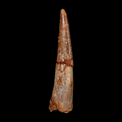 XL 1.9" Pterosaur Coloborhynchus Fossil Tooth Upper Cretaceous Morocco COA & Display - Fossil Age Minerals