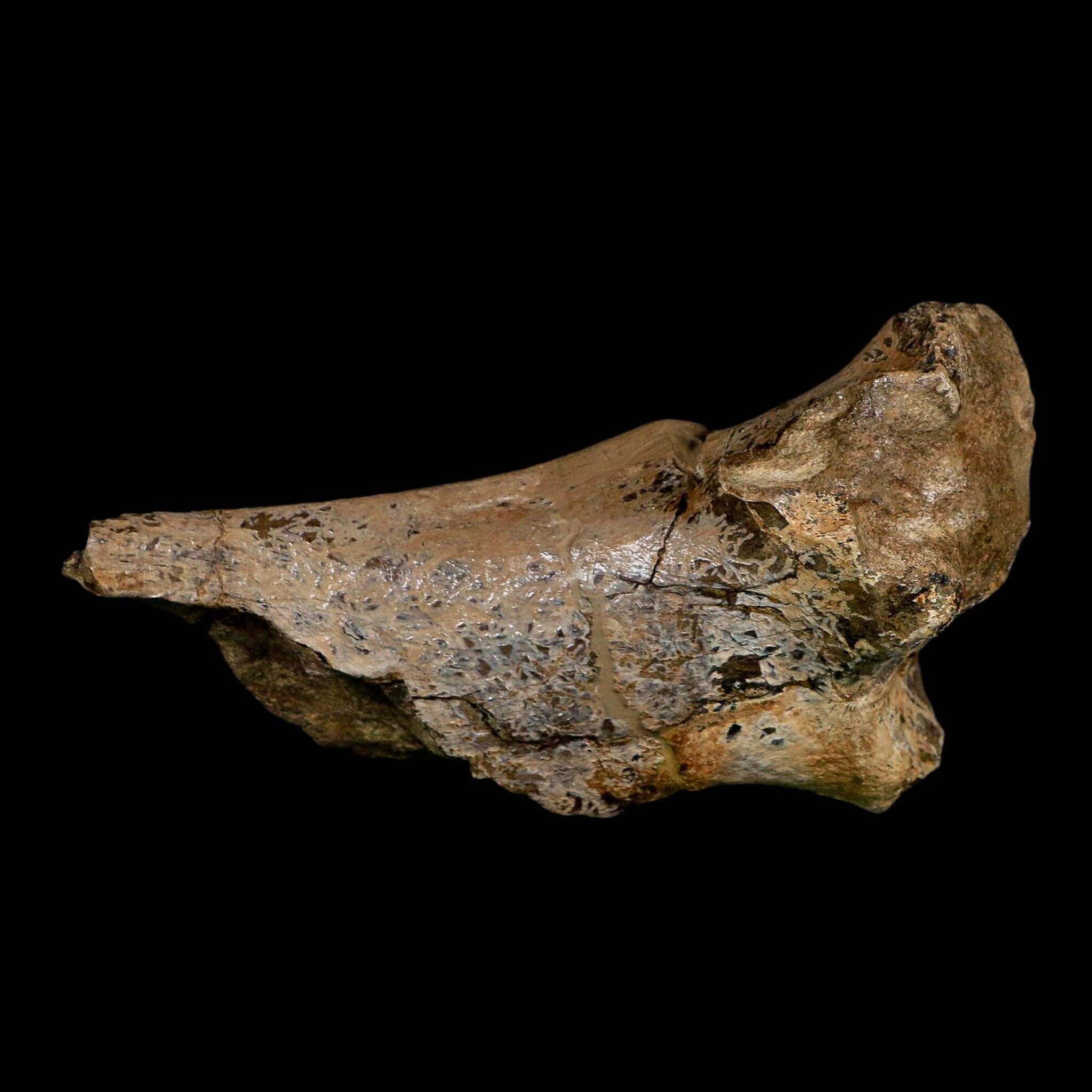 5.4" Hypacrosaurus Dinosaur Fossil Vertebrae Process Two Medicine FM Montana COA