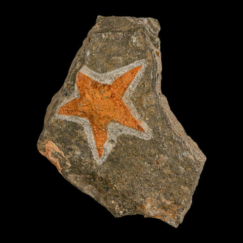 68MM Brittle Star Petraster Starfish Fossil Ordovician Age Blekus Morocco COA - Fossil Age Minerals