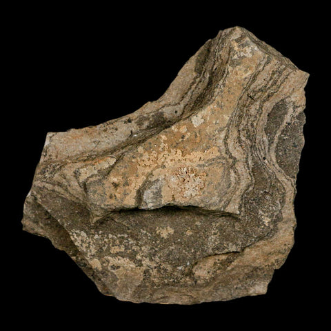 68MM Brittle Star Petraster Starfish Fossil Ordovician Age Blekus Morocco COA - Fossil Age Minerals