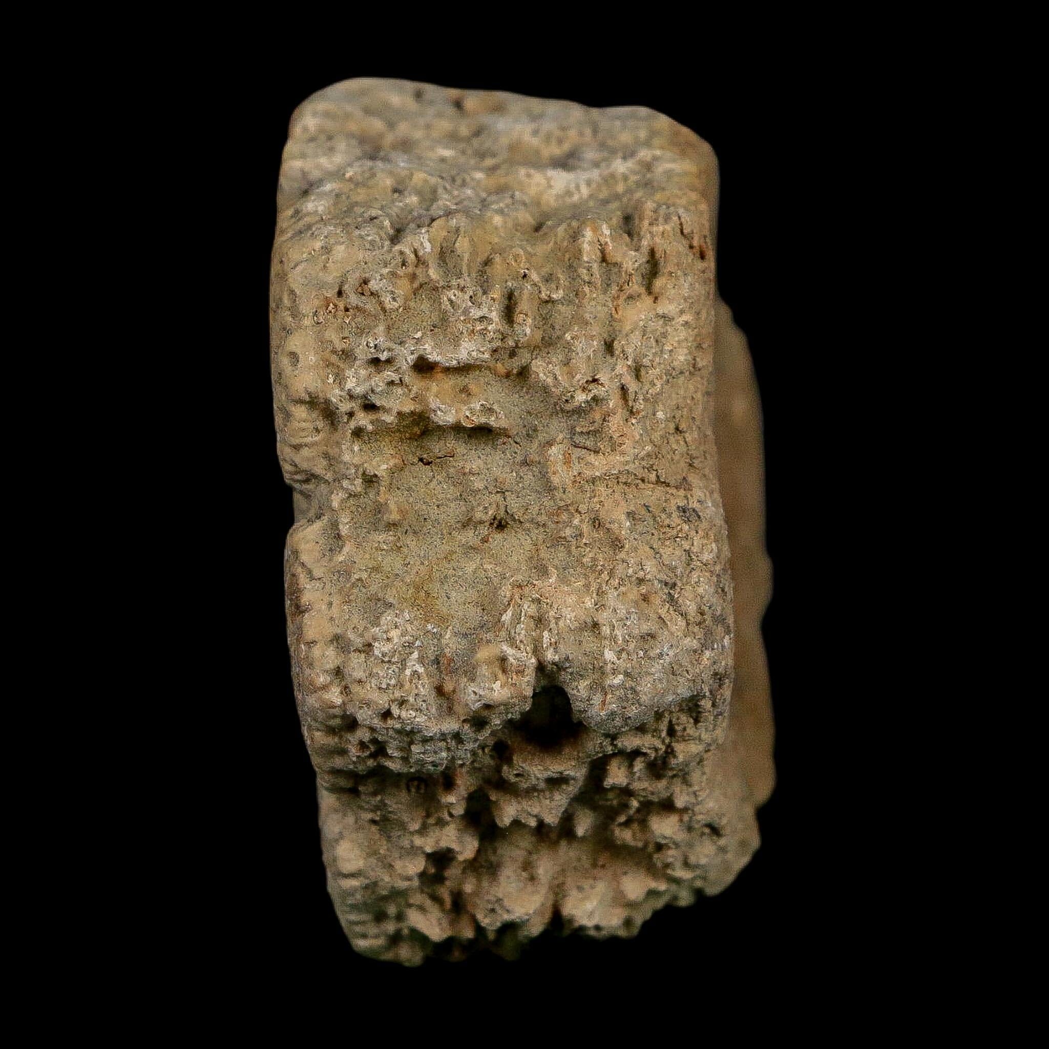 2.4" Glyptodon Fossil Osteoderm Scute Plate Bony Armor Pleistocene Uruguay COA - Fossil Age Minerals