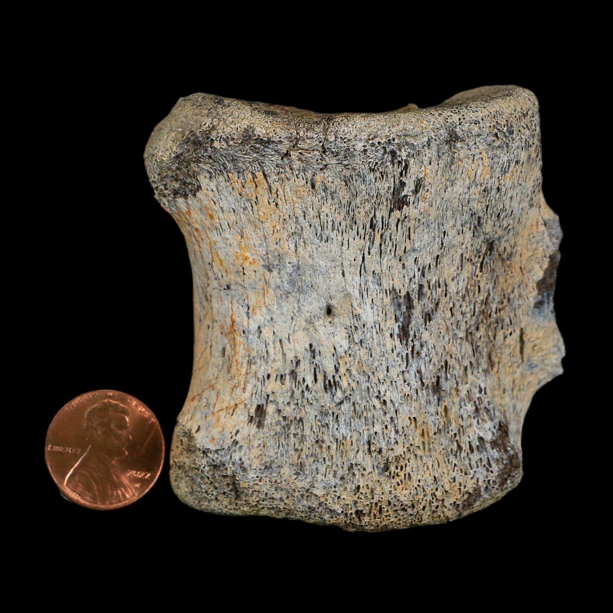 2.7" Corythosaurus Fossil Vertebrae Bone Judith River FM Cretaceous Dinosaur MT