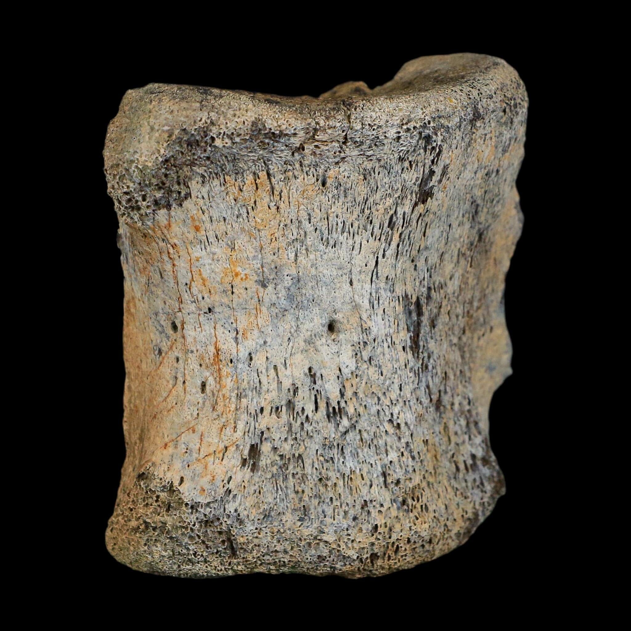 2.7" Corythosaurus Fossil Vertebrae Bone Judith River FM Cretaceous Dinosaur MT