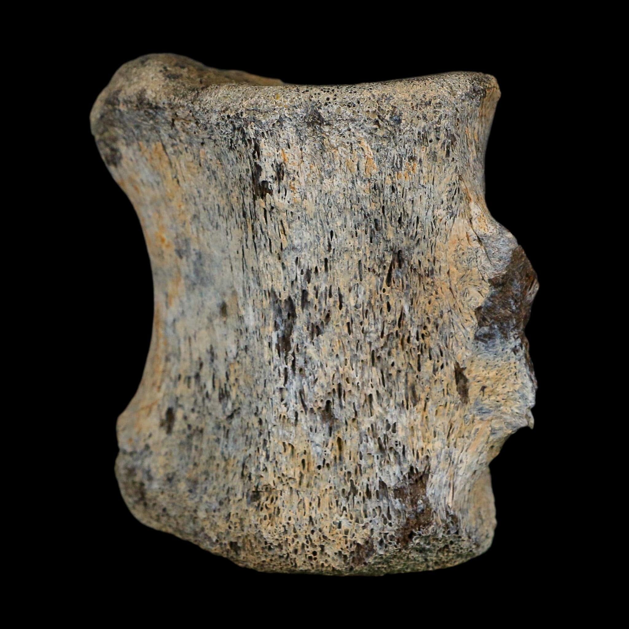 2.7" Corythosaurus Fossil Vertebrae Bone Judith River FM Cretaceous Dinosaur MT