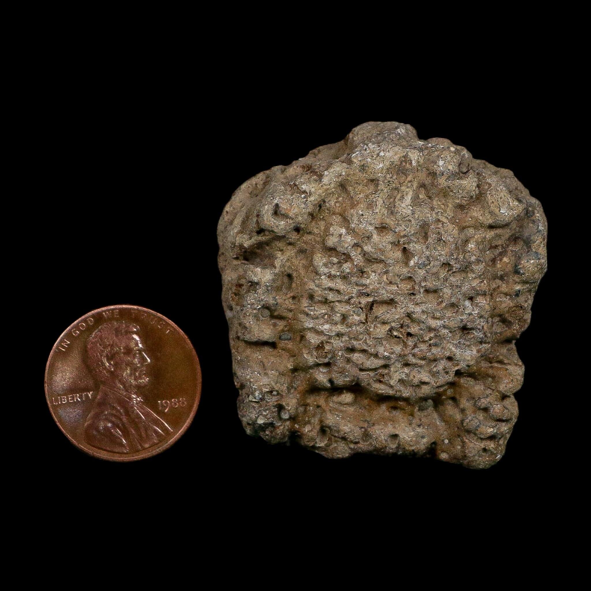 1.6" Glyptodon Fossil Osteoderm Scute Plate Bony Armor Pleistocene Uruguay COA - Fossil Age Minerals