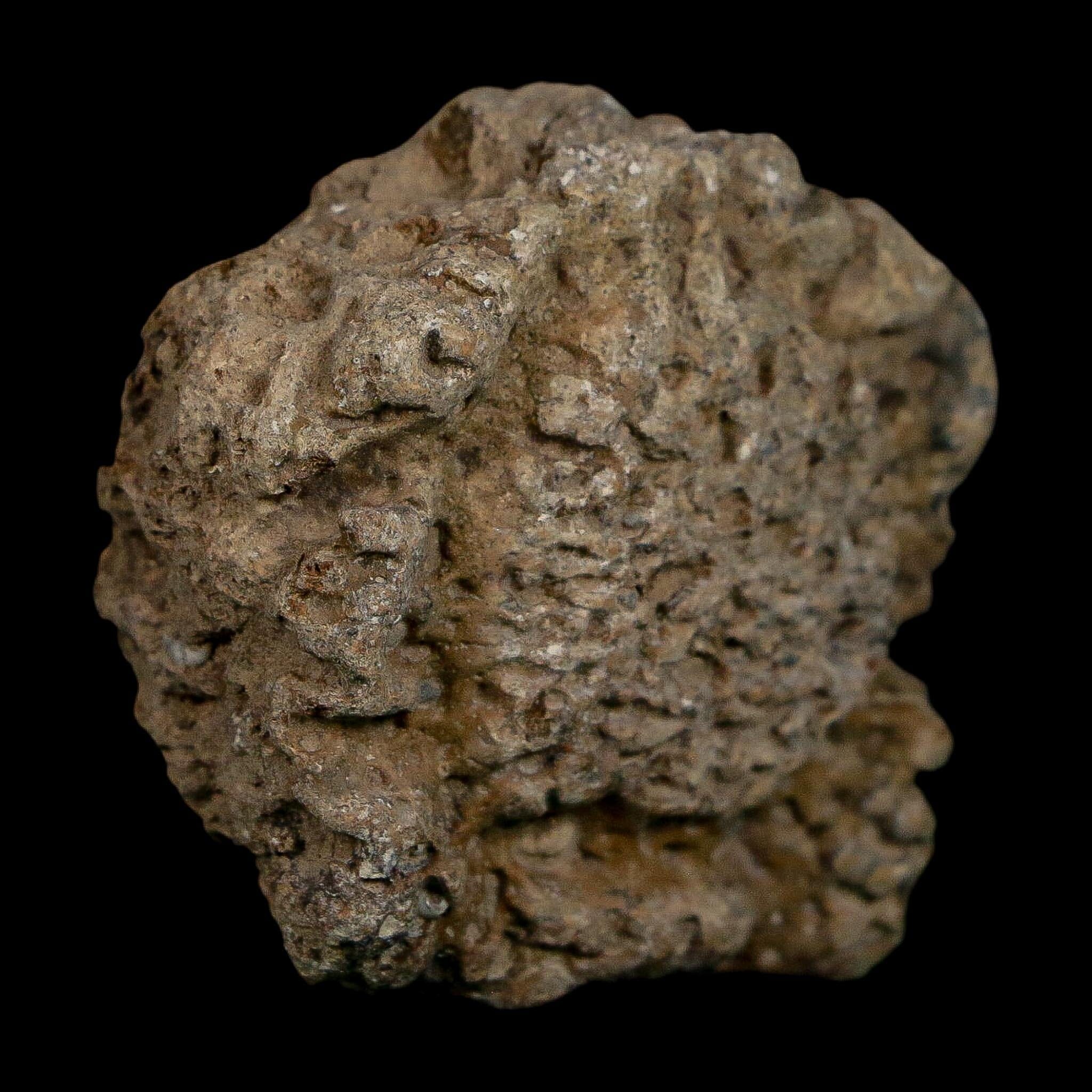 1.6" Glyptodon Fossil Osteoderm Scute Plate Bony Armor Pleistocene Uruguay COA - Fossil Age Minerals