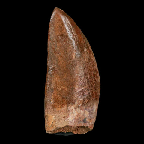 2.5" Carcharodontosaurus Fossil Tooth Cretaceous Theropod Dinosaur Stand, COA - Fossil Age Minerals