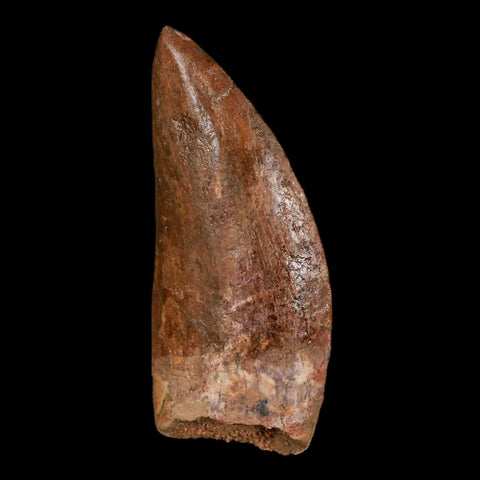2.5" Carcharodontosaurus Fossil Tooth Cretaceous Theropod Dinosaur Stand, COA - Fossil Age Minerals