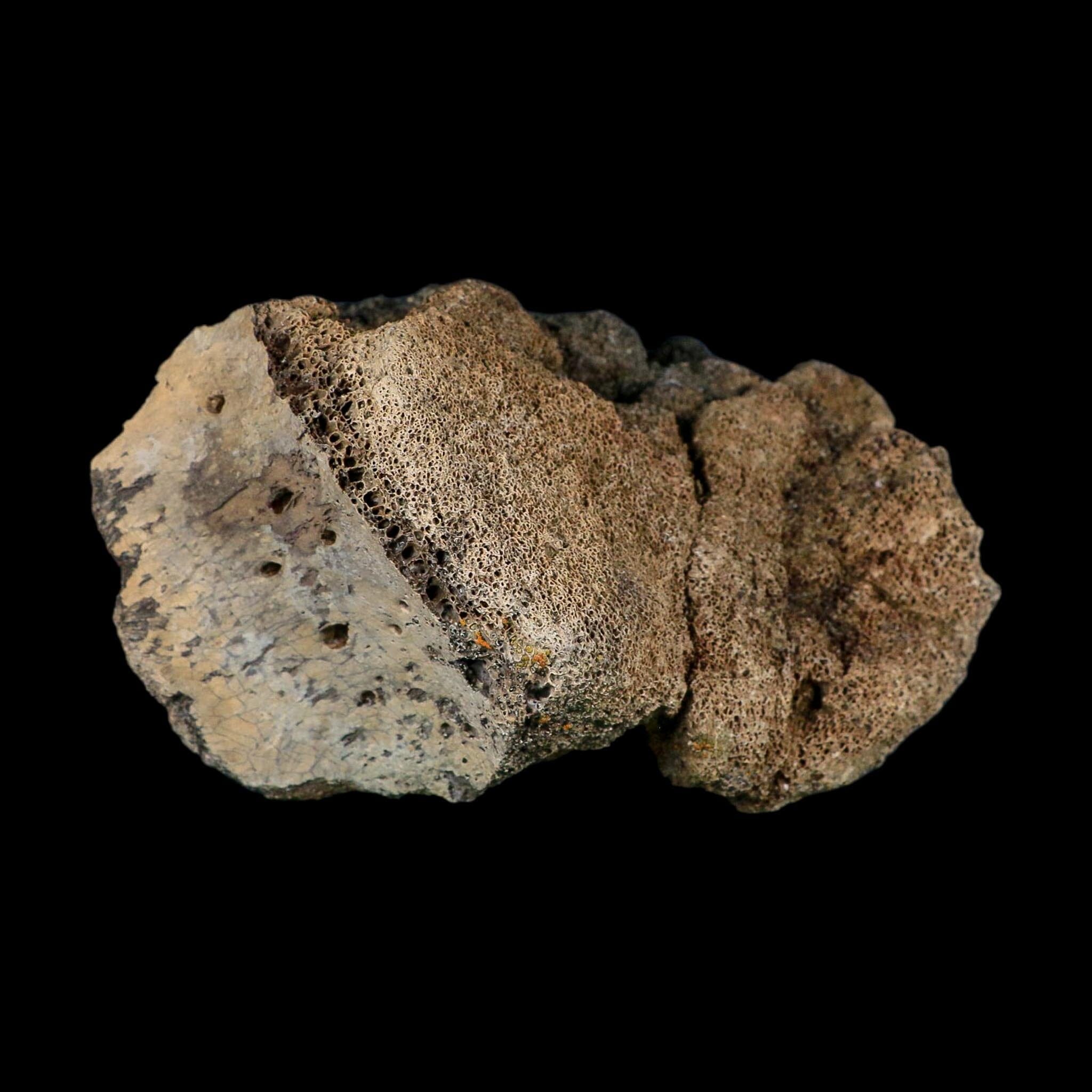 5.7" Hadrosaur Dinosaur Fossil Vertebrae Bone Judith River Formation Montana COA