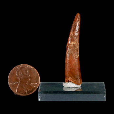 XL 1.7" Pterosaur Coloborhynchus Fossil Tooth Upper Cretaceous Morocco COA & Display - Fossil Age Minerals