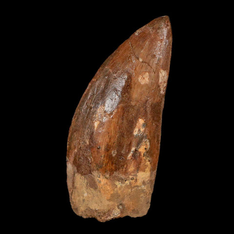 2.5" Carcharodontosaurus Fossil Tooth Cretaceous Theropod Dinosaur Stand, COA - Fossil Age Minerals