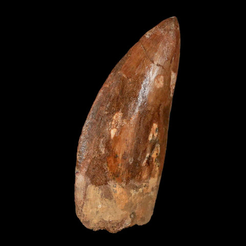 2.5" Carcharodontosaurus Fossil Tooth Cretaceous Theropod Dinosaur Stand, COA - Fossil Age Minerals