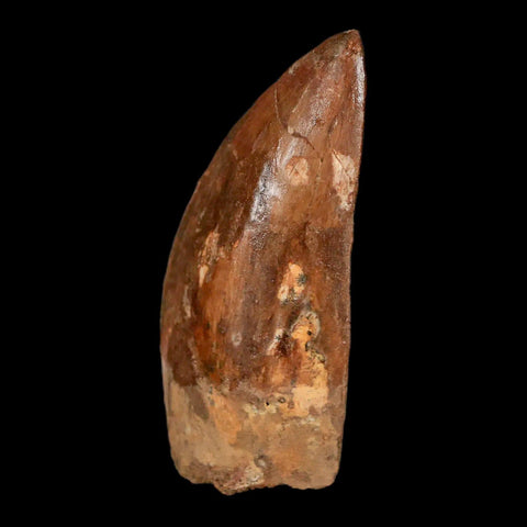 2.5" Carcharodontosaurus Fossil Tooth Cretaceous Theropod Dinosaur Stand, COA - Fossil Age Minerals