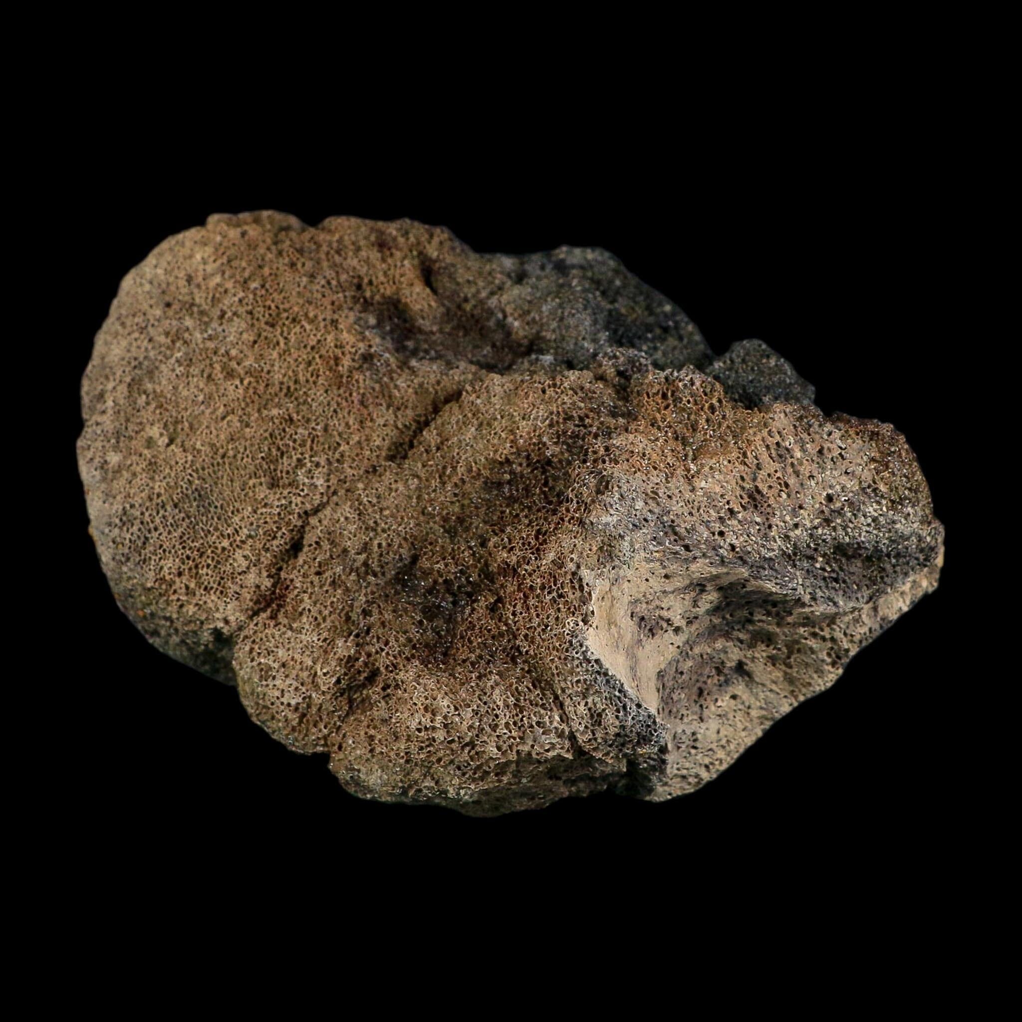 5.7" Hadrosaur Dinosaur Fossil Vertebrae Bone Judith River Formation Montana COA
