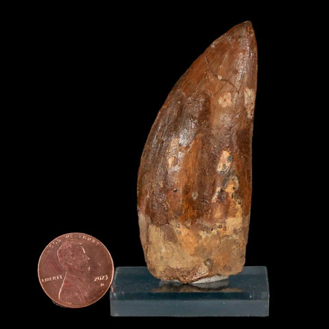 2.5" Carcharodontosaurus Fossil Tooth Cretaceous Theropod Dinosaur Stand, COA - Fossil Age Minerals