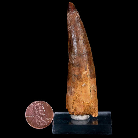 XL 3" Spinosaurus Fossil Tooth 100 Mil Yrs Old Cretaceous Dinosaur COA & Stand - Fossil Age Minerals