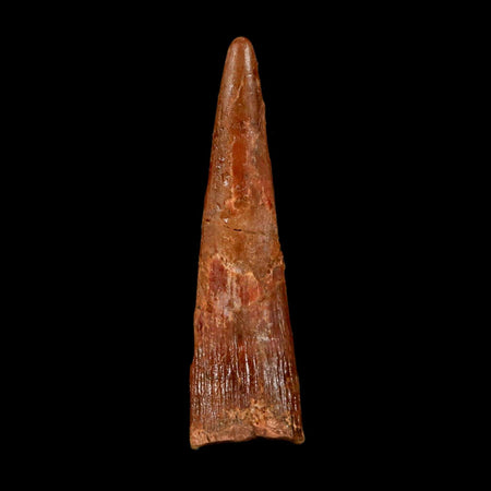 1.5" Pterosaur Coloborhynchus Fossil Tooth Upper Cretaceous Morocco COA & Display