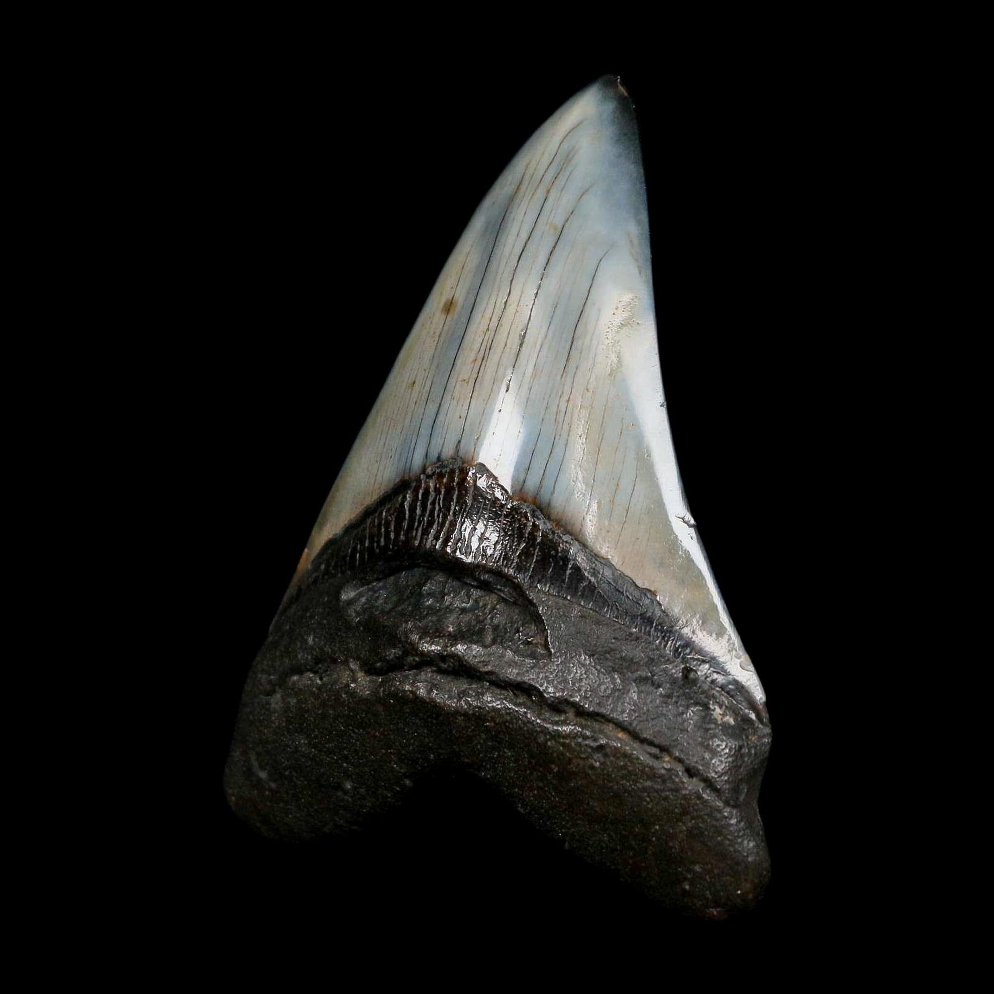 XL 4.2" Quality Megalodon Shark Tooth Fossil Natural Miocene Age COA - Fossil Age Minerals