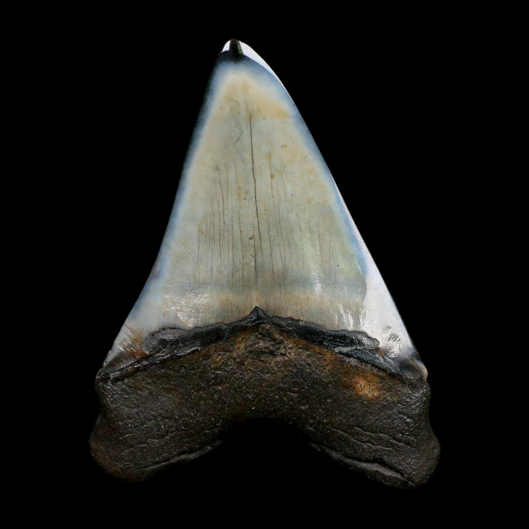 XL 4.2" Quality Megalodon Shark Tooth Fossil Natural Miocene Age COA - Fossil Age Minerals