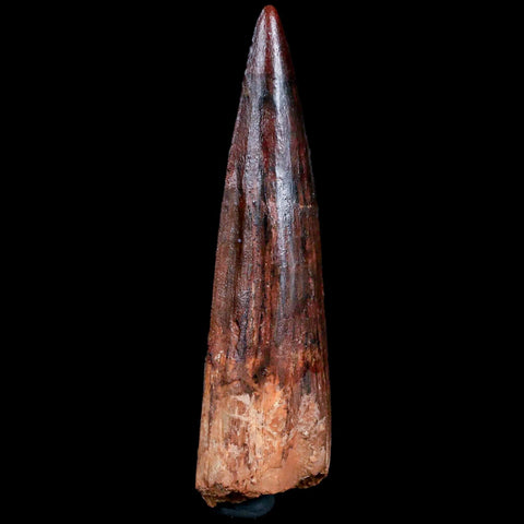 XL 3.3" Spinosaurus Fossil Tooth 100 Mil Yrs Old Cretaceous Dinosaur COA & Stand - Fossil Age Minerals