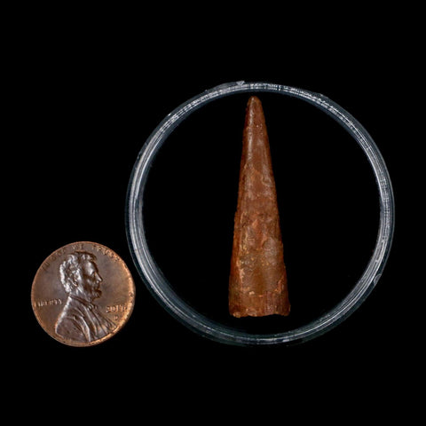 1.5" Pterosaur Coloborhynchus Fossil Tooth Upper Cretaceous Morocco COA & Display - Fossil Age Minerals