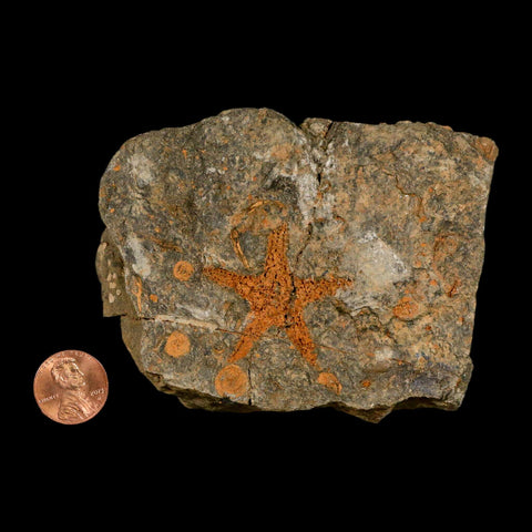 37MM Brittle Star Petraster Starfish Fossil Ordovician Age Blekus Morocco COA - Fossil Age Minerals