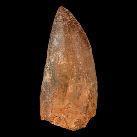 2.6" Carcharodontosaurus Fossil Tooth Cretaceous Theropod Dinosaur Stand, COA