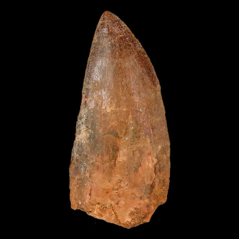 2.6" Carcharodontosaurus Fossil Tooth Cretaceous Theropod Dinosaur Stand, COA - Fossil Age Minerals