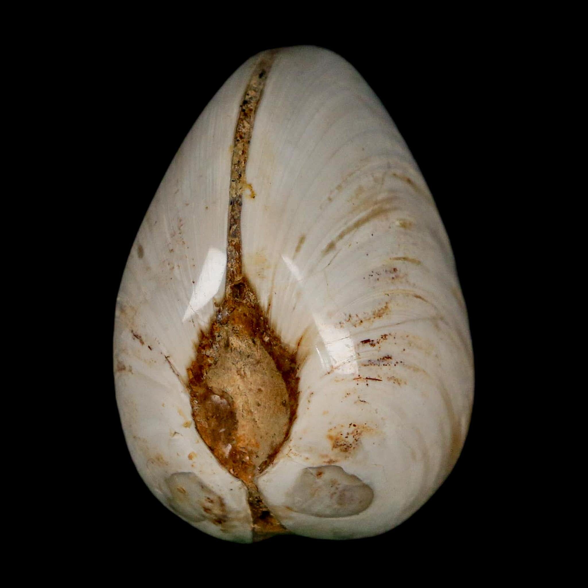 2.7" Clam Fossil Polished Jurassic Madagascar Bivalve Mollusk 150 Million Years Old - Fossil Age Minerals