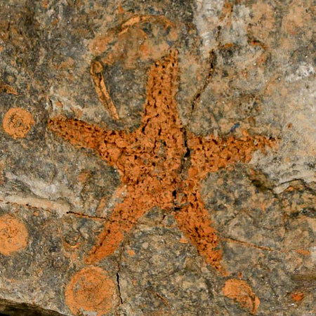 37MM Brittle Star Petraster Starfish Fossil Ordovician Age Blekus Morocco COA