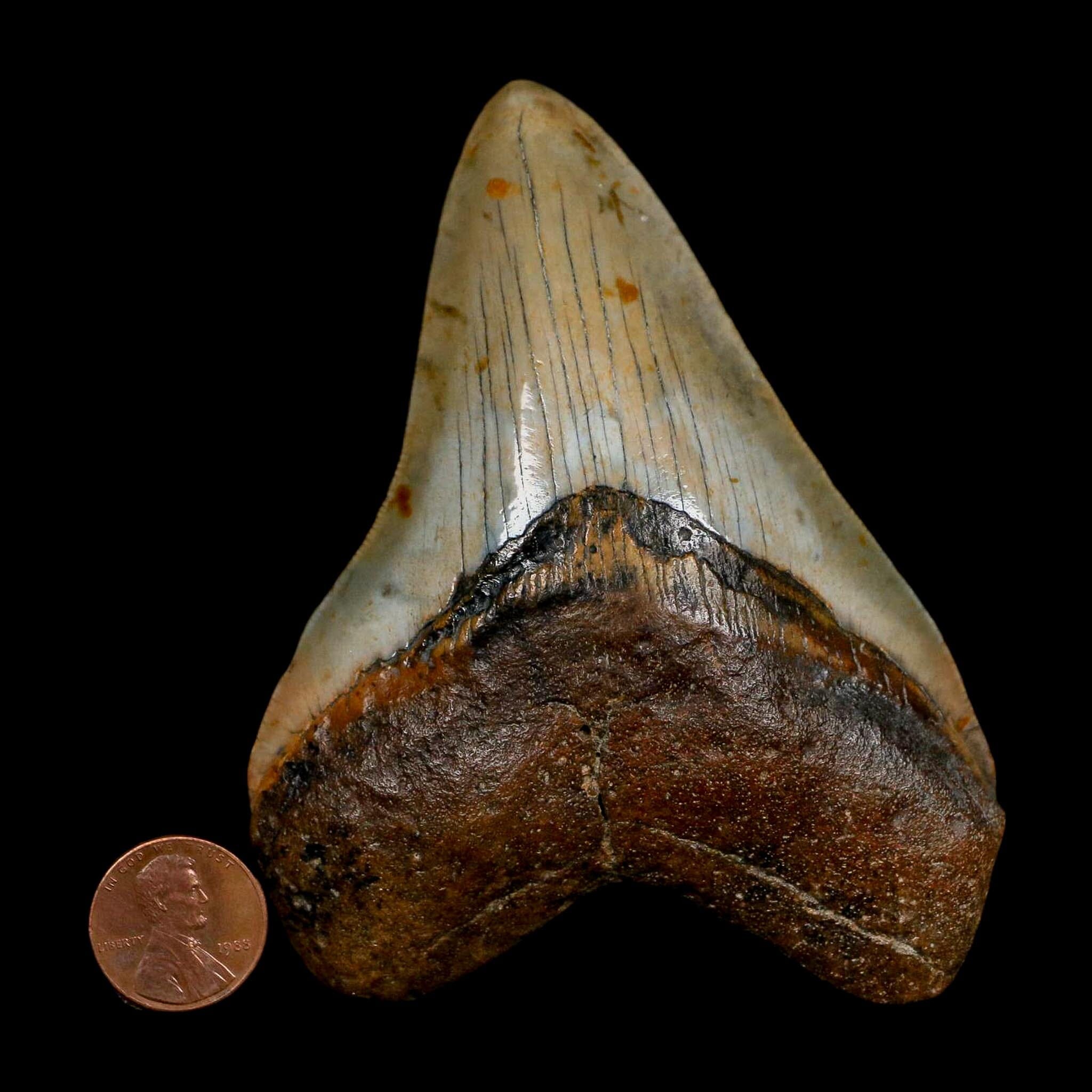 XL 4.2" Quality Megalodon Shark Tooth Serrated Fossil Natural Miocene Age COA - Fossil Age Minerals