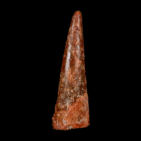 1.1" Pterosaur Coloborhynchus Fossil Tooth Upper Cretaceous Morocco COA & Display