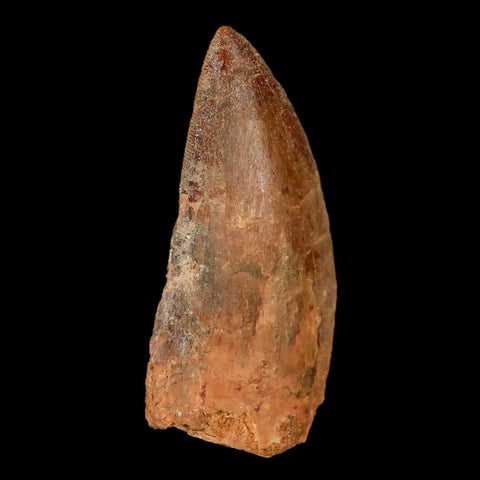 2.6" Carcharodontosaurus Fossil Tooth Cretaceous Theropod Dinosaur Stand, COA - Fossil Age Minerals