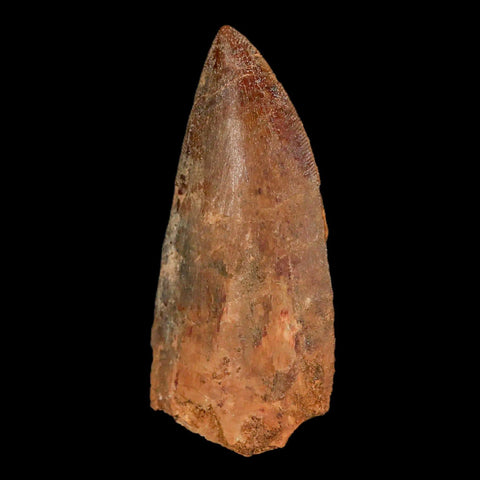 2.6" Carcharodontosaurus Fossil Tooth Cretaceous Theropod Dinosaur Stand, COA - Fossil Age Minerals