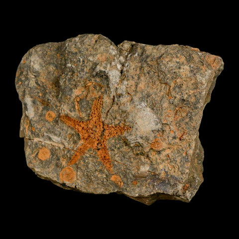 37MM Brittle Star Petraster Starfish Fossil Ordovician Age Blekus Morocco COA - Fossil Age Minerals