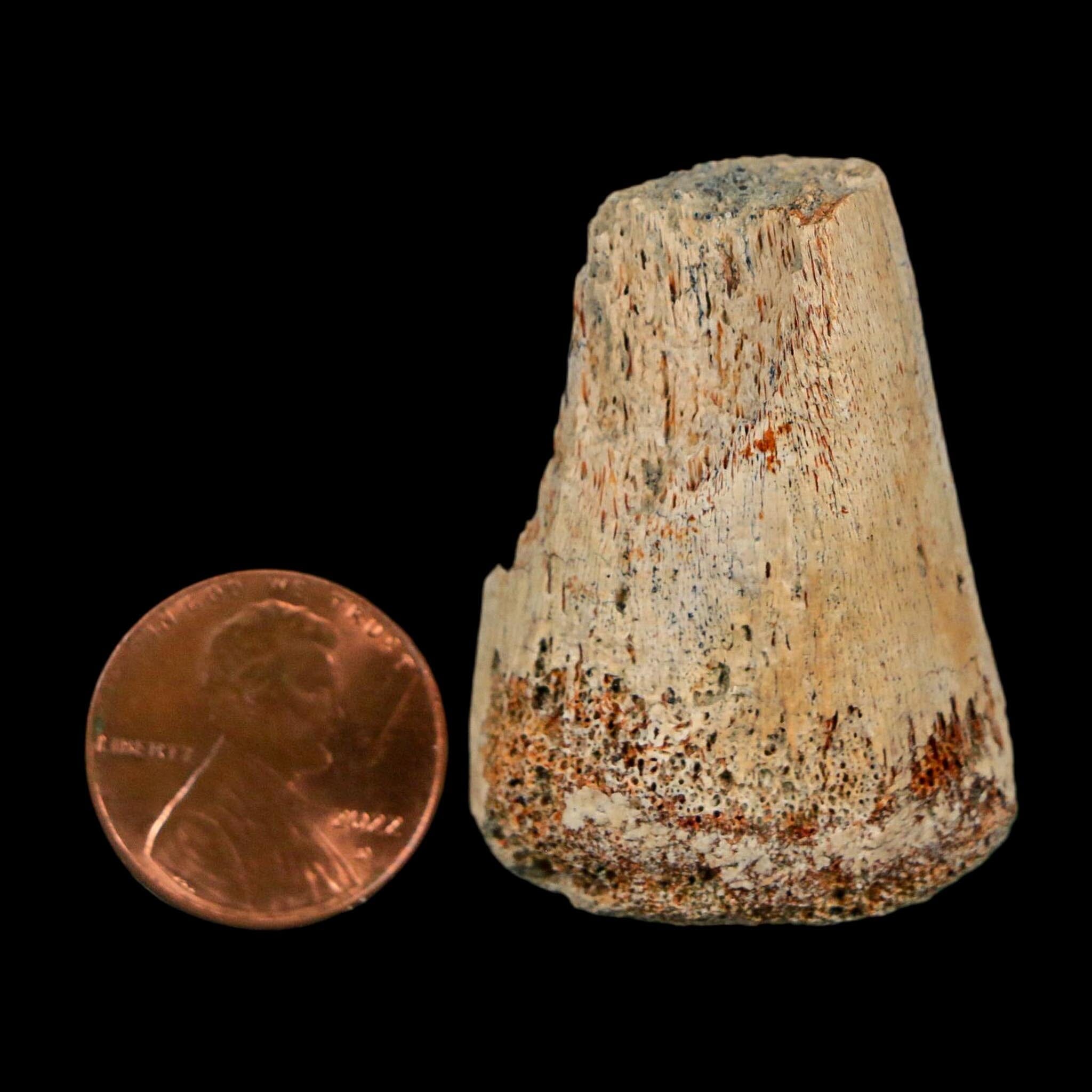 1.6" Corythosaurus Fossil Finger Bone Judith River FM Cretaceous Dinosaur MT