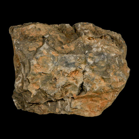 37MM Brittle Star Petraster Starfish Fossil Ordovician Age Blekus Morocco COA - Fossil Age Minerals