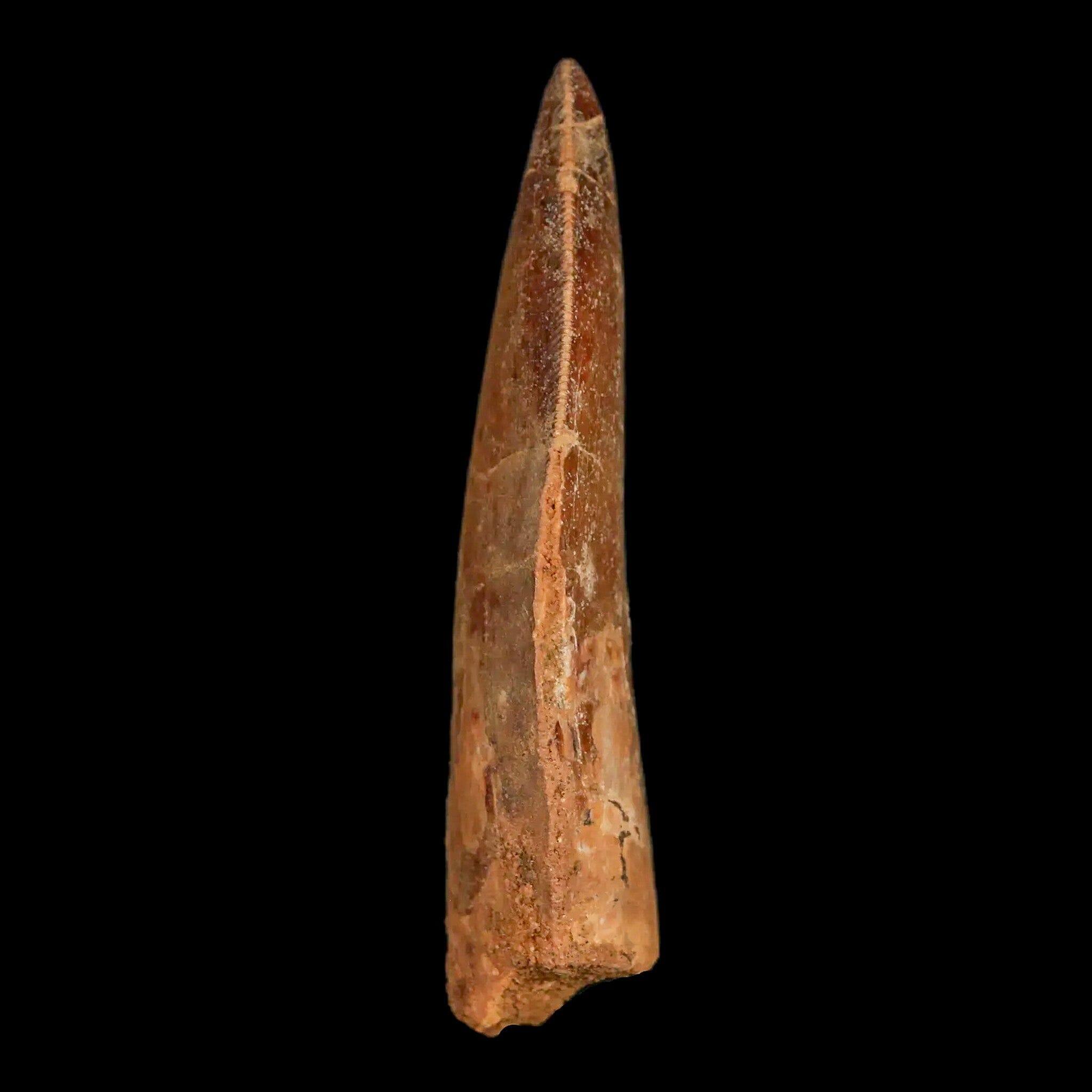 2.6" Carcharodontosaurus Fossil Tooth Cretaceous Theropod Dinosaur Stand, COA - Fossil Age Minerals