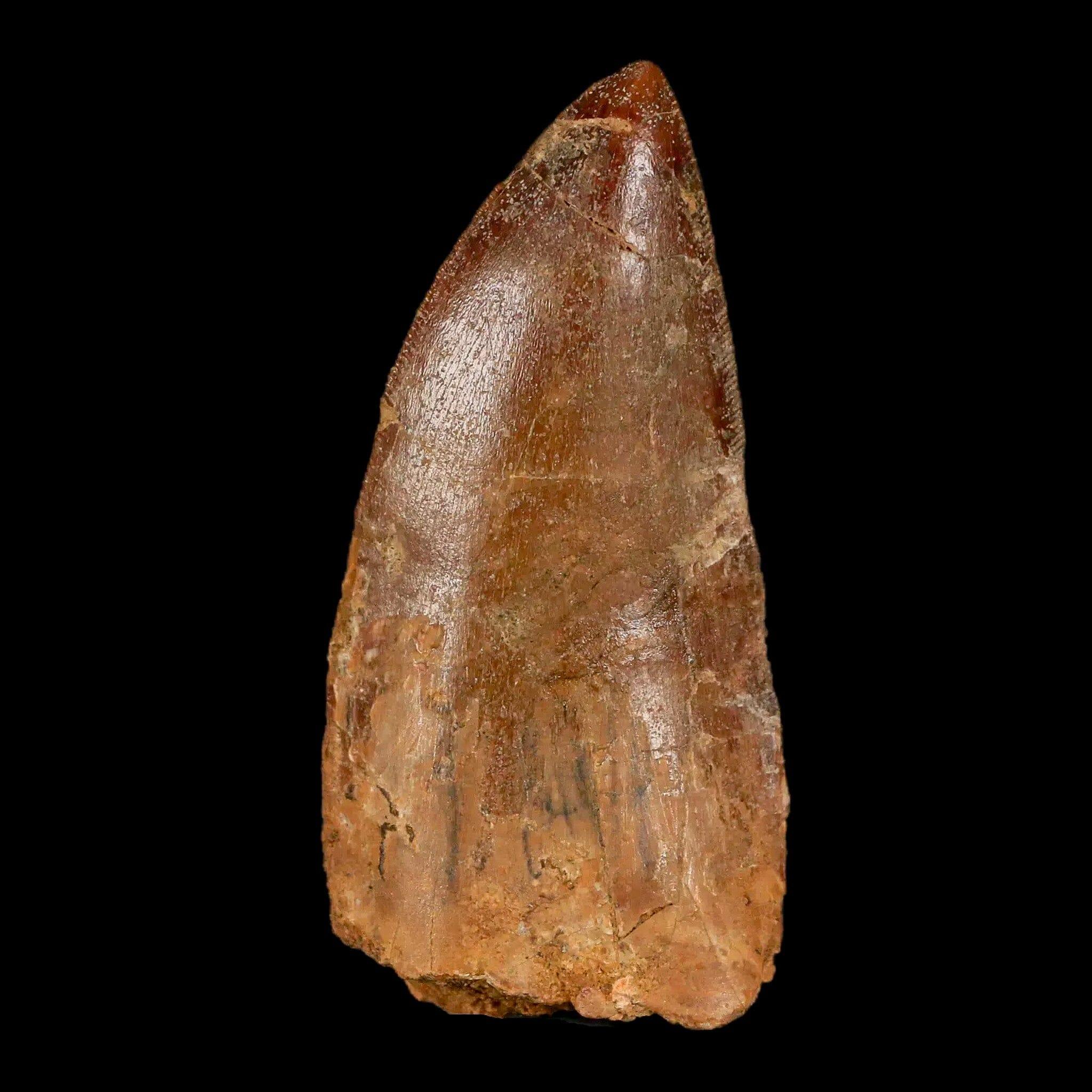 2.6" Carcharodontosaurus Fossil Tooth Cretaceous Theropod Dinosaur Stand, COA - Fossil Age Minerals