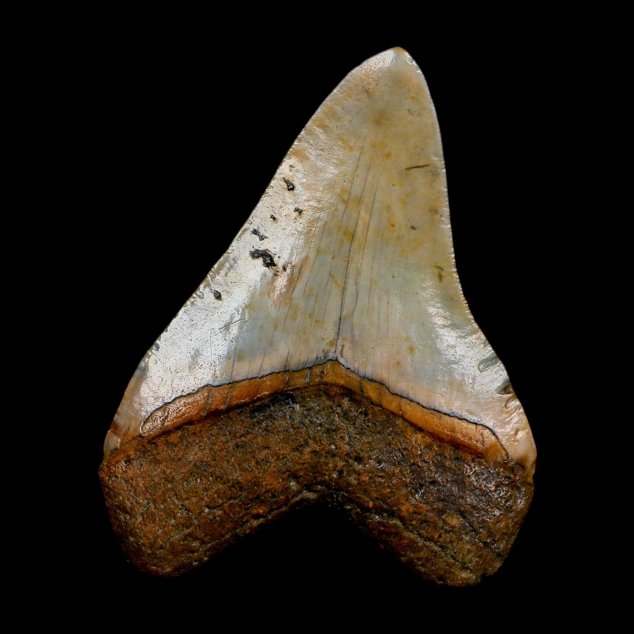 XL 4.2" Quality Megalodon Shark Tooth Serrated Fossil Natural Miocene Age COA - Fossil Age Minerals