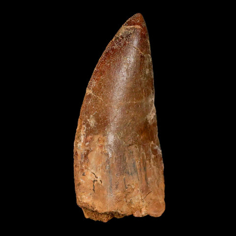 2.6" Carcharodontosaurus Fossil Tooth Cretaceous Theropod Dinosaur Stand, COA - Fossil Age Minerals