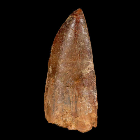 2.6" Carcharodontosaurus Fossil Tooth Cretaceous Theropod Dinosaur Stand, COA - Fossil Age Minerals