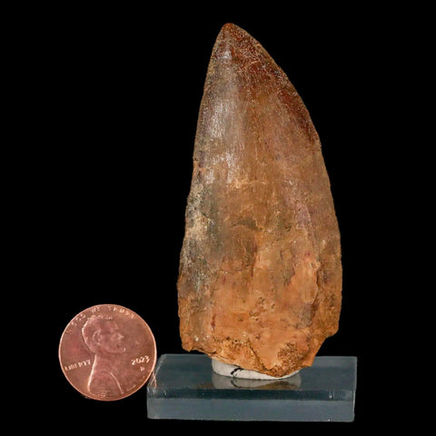 2.6" Carcharodontosaurus Fossil Tooth Cretaceous Theropod Dinosaur Stand, COA - Fossil Age Minerals