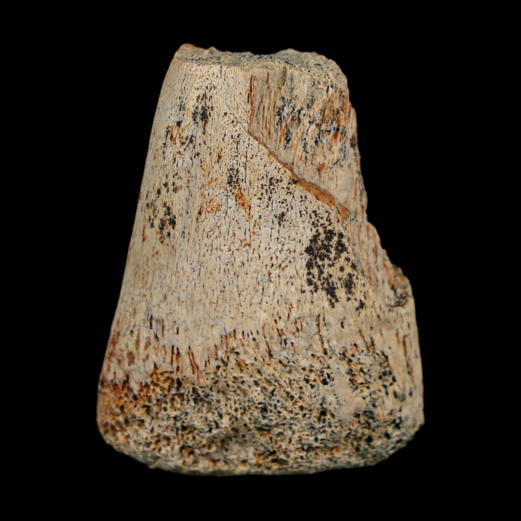 1.6" Corythosaurus Fossil Finger Bone Judith River FM Cretaceous Dinosaur MT