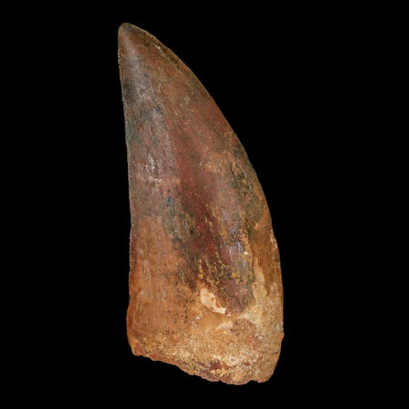 2.8" Carcharodontosaurus Fossil Tooth Cretaceous Theropod Dinosaur Stand, COA