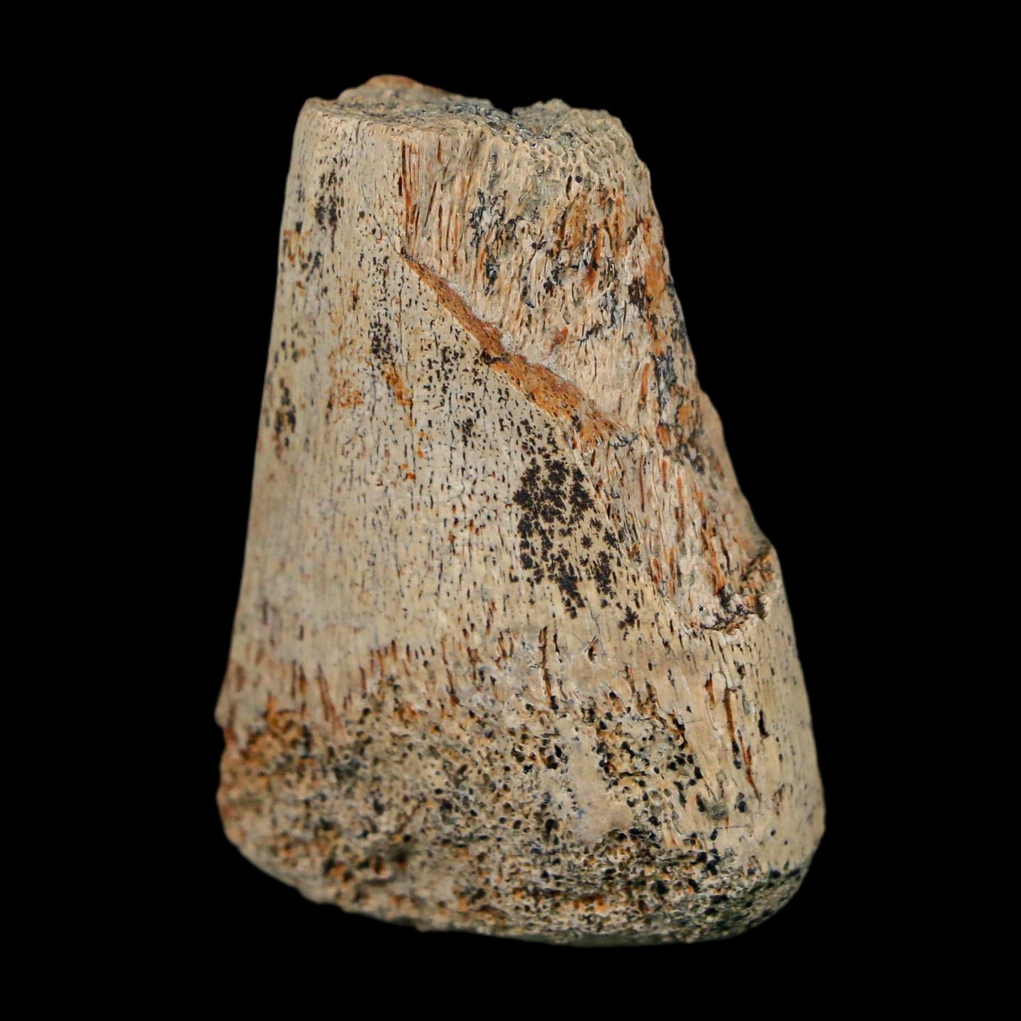 1.6" Corythosaurus Fossil Finger Bone Judith River FM Cretaceous Dinosaur MT