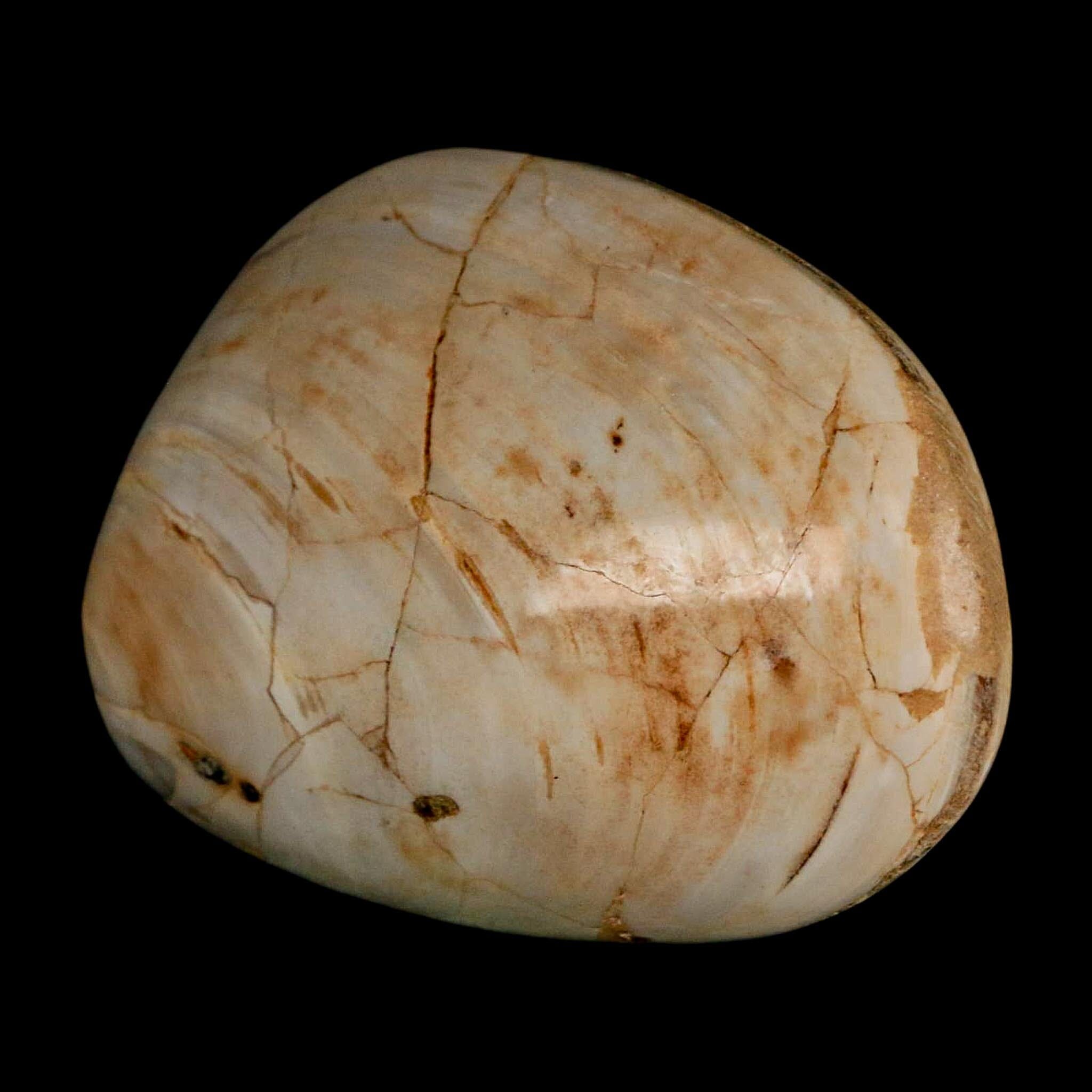 2.9" Clam Fossil Polished Jurassic Madagascar Bivalve Mollusk 150 Million Years Old - Fossil Age Minerals