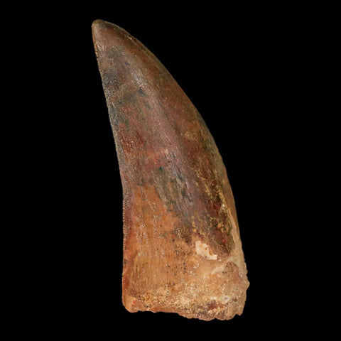 2.8" Carcharodontosaurus Fossil Tooth Cretaceous Theropod Dinosaur Stand, COA - Fossil Age Minerals